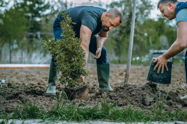 Trusted Richwood, LA Tree Removal Experts