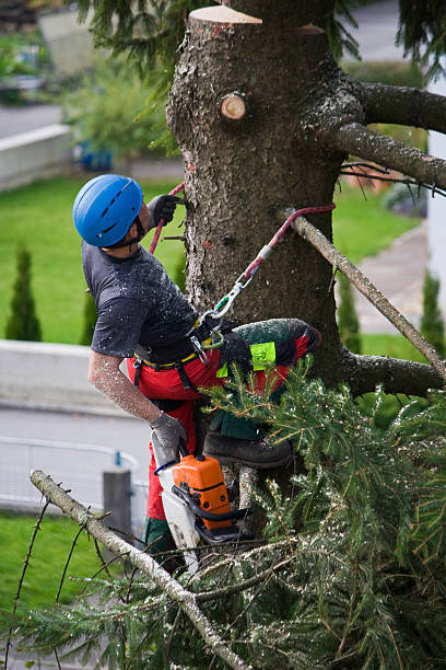 Best Root Management and Removal  in Richwood, LA